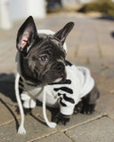 off white dog hype puppy