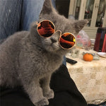 hype cat with sunglasses